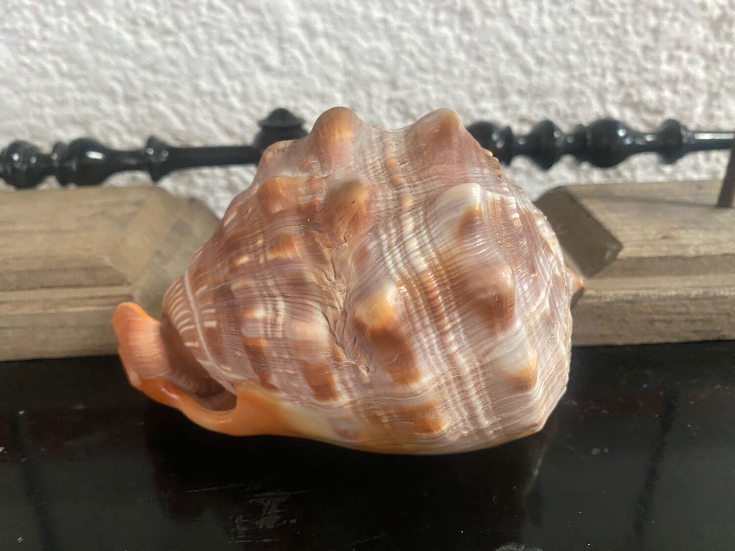 Large shell cypraea cassis rufa