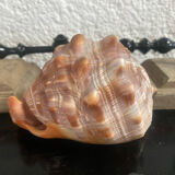 Large shell cypraea cassis rufa