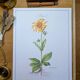 Imprimée en 1986, planche botanique Arnica.