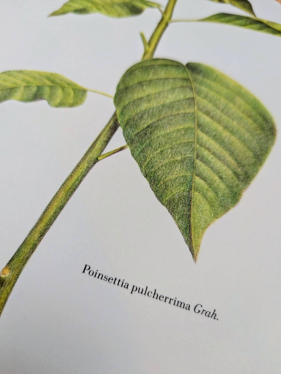 Printed in 1986, the Christmas star. Vintage botanical print.