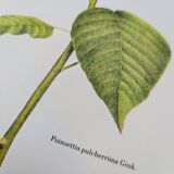 Printed in 1986, the Christmas star. Vintage botanical print.