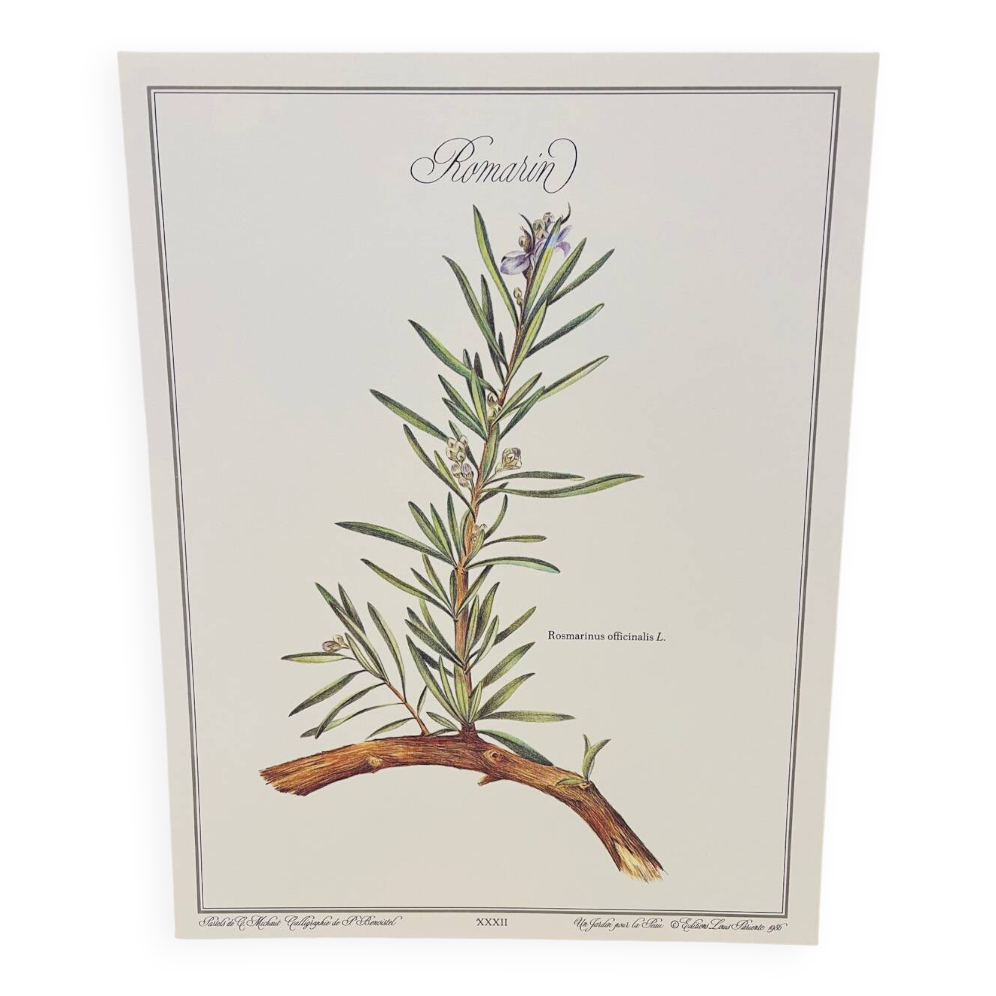 Botanical plate – Louis Pariente, 1986