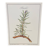 Botanical plate – Louis Pariente, 1986