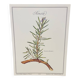 Botanical plate – Louis Pariente, 1986