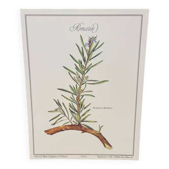 Botanical plate – Louis Pariente, 1986