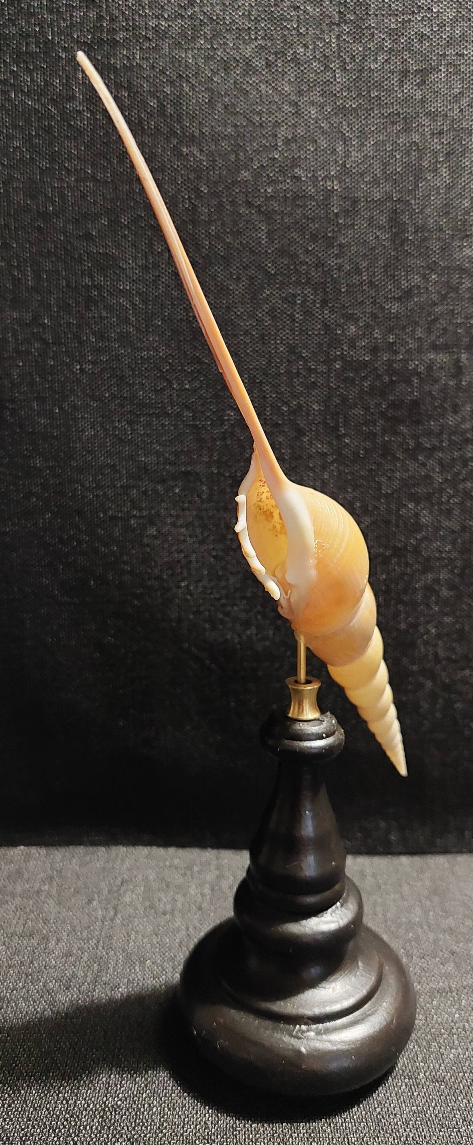 Cabinet of Curiosities tibia fusus shell on base