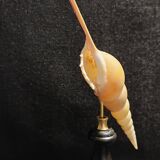 Cabinet of Curiosities tibia fusus shell on base