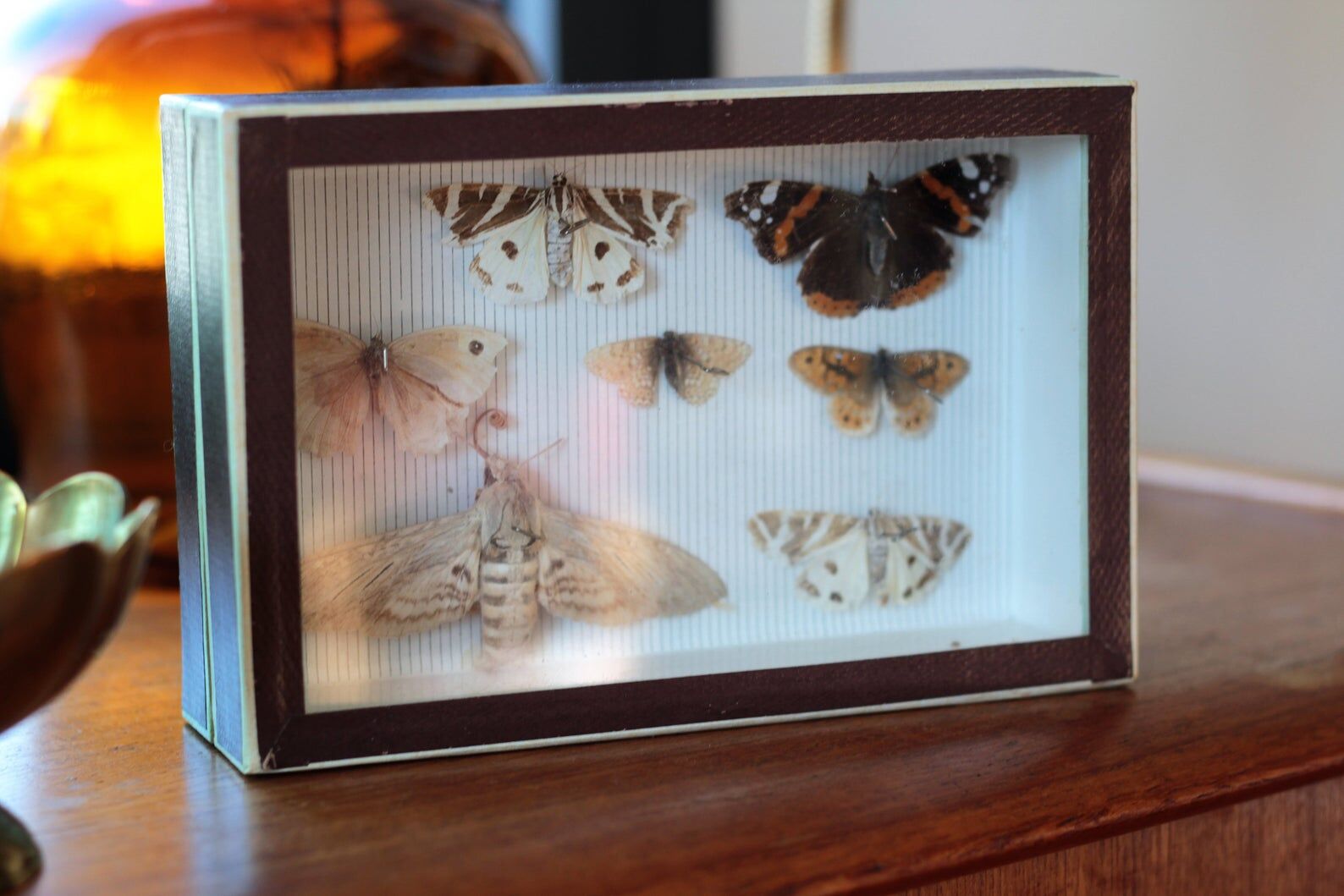 Naturalized butterfly frame pinned