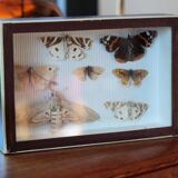 Naturalized butterfly frame pinned
