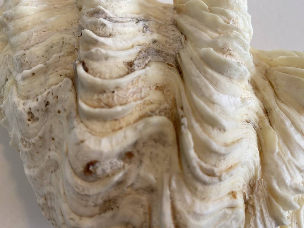 Holy water clam shell - 20x13x5 cm - Natural - 700g