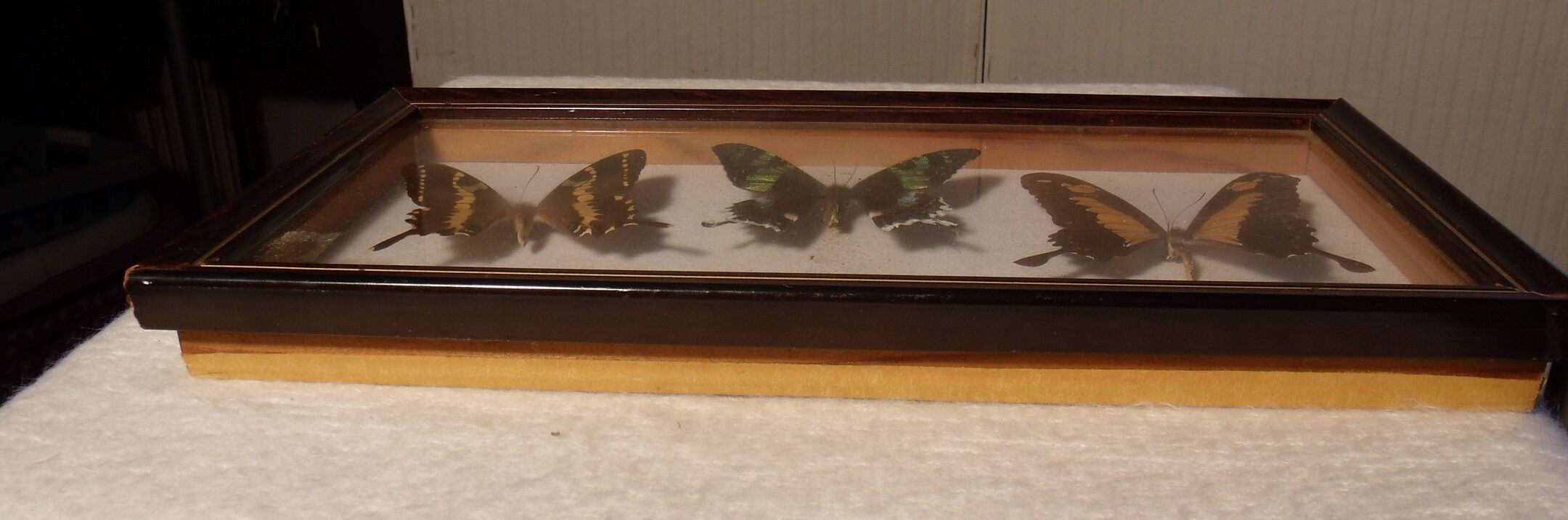 Showcase entomology butterflies with label