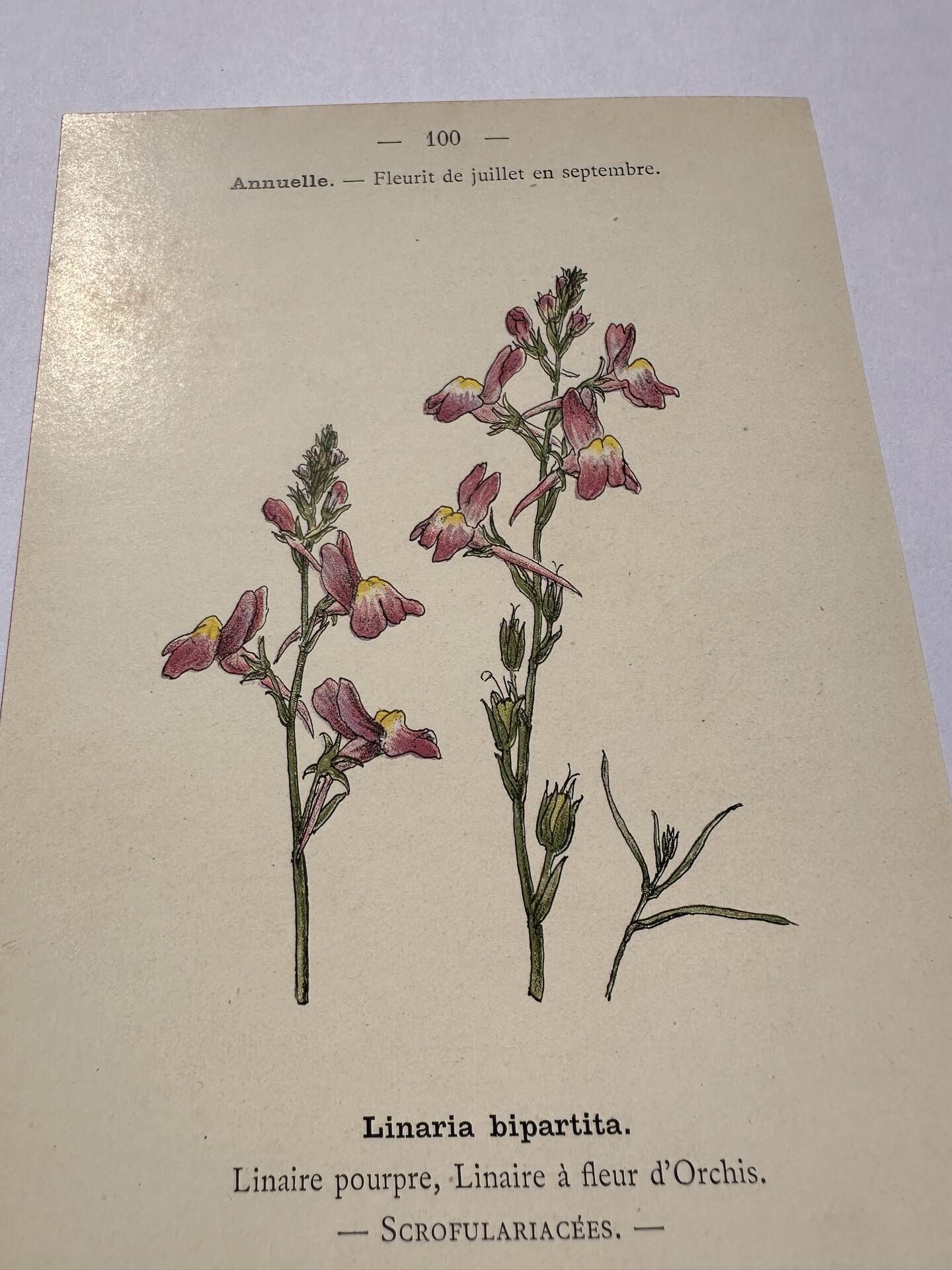 Botanical engraving 19th century naturalist poster French flower wine