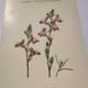 Botanical engraving 19th century naturalist poster French flower wine