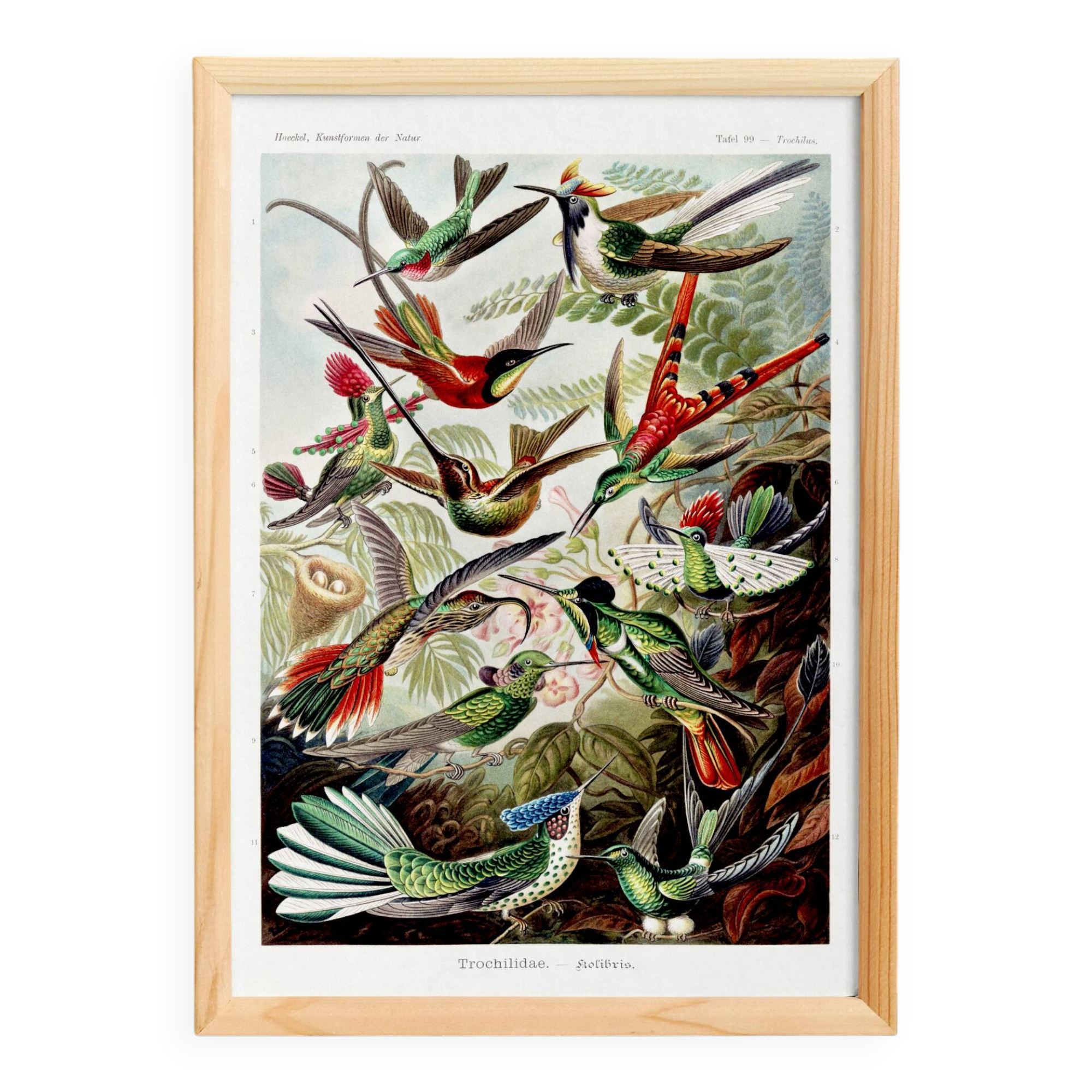 Poster about hummingbirds, based on an old lithograph from 1904.