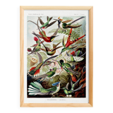 Poster about hummingbirds, based on an old lithograph from 1904.