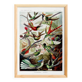 Poster about hummingbirds, based on an old lithograph from 1904.