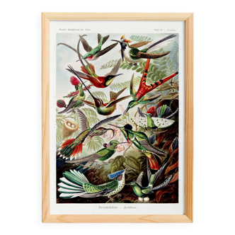 Poster about hummingbirds, based on an old lithograph from 1904.