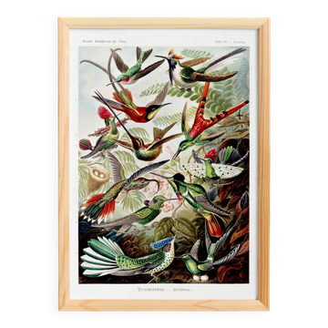 Affiche sur les colibris, d’après une lithographie ancienne de 1904.