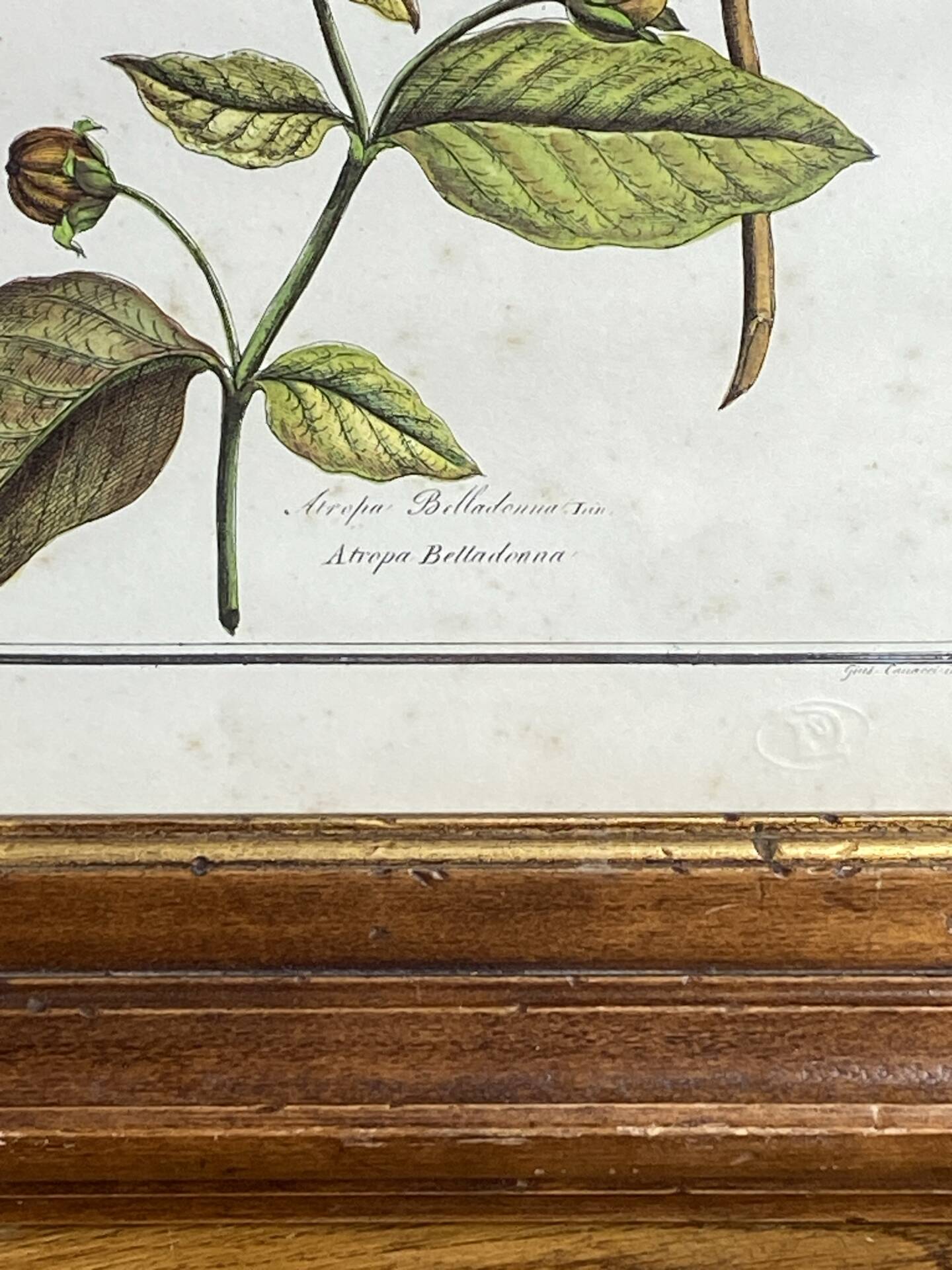 Framed botanical print, Atropa Belladonna