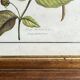 Framed botanical print, Atropa Belladonna