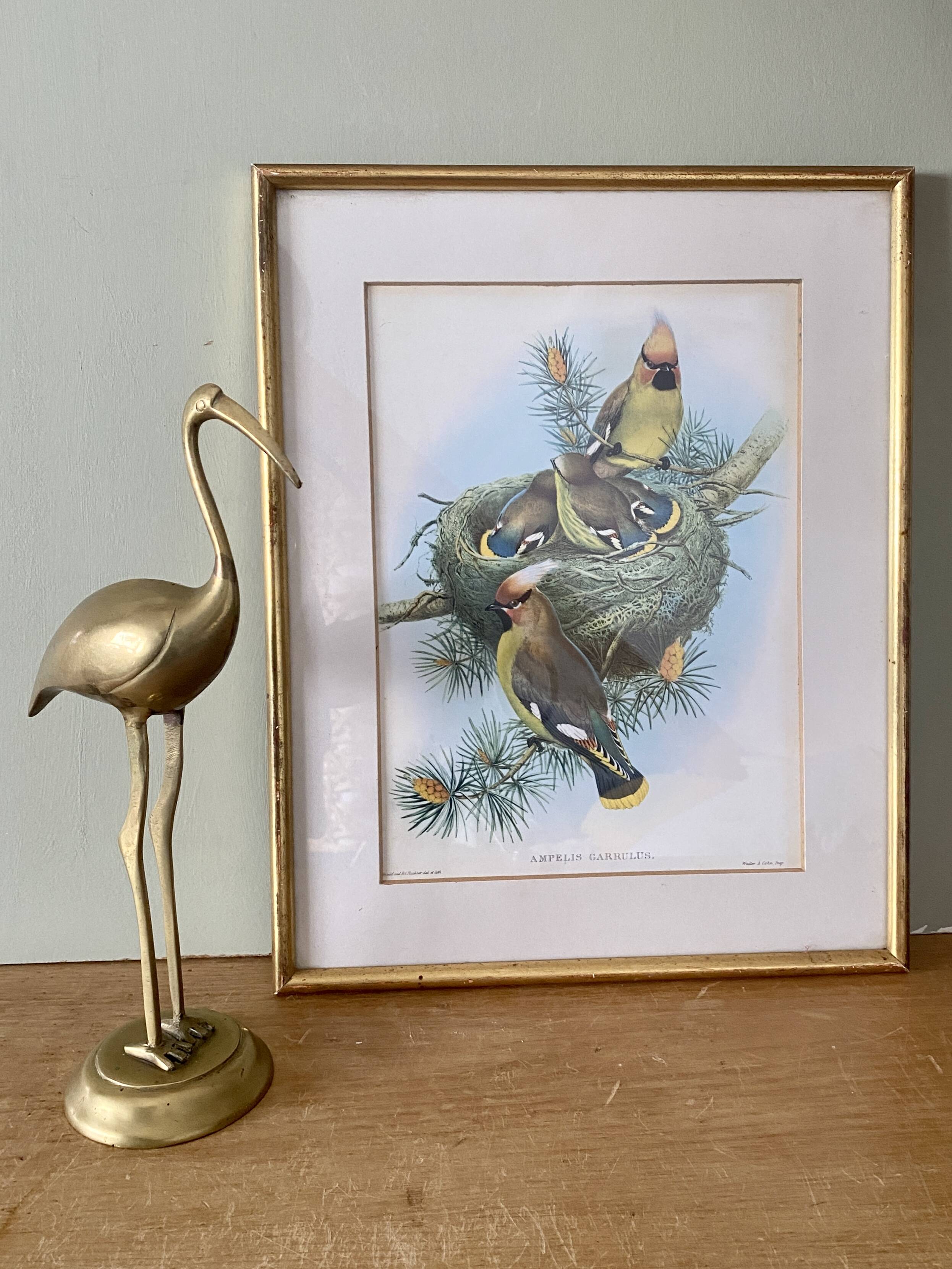 Old bird poster frame