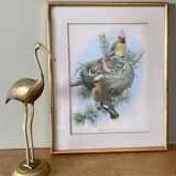 Old bird poster frame