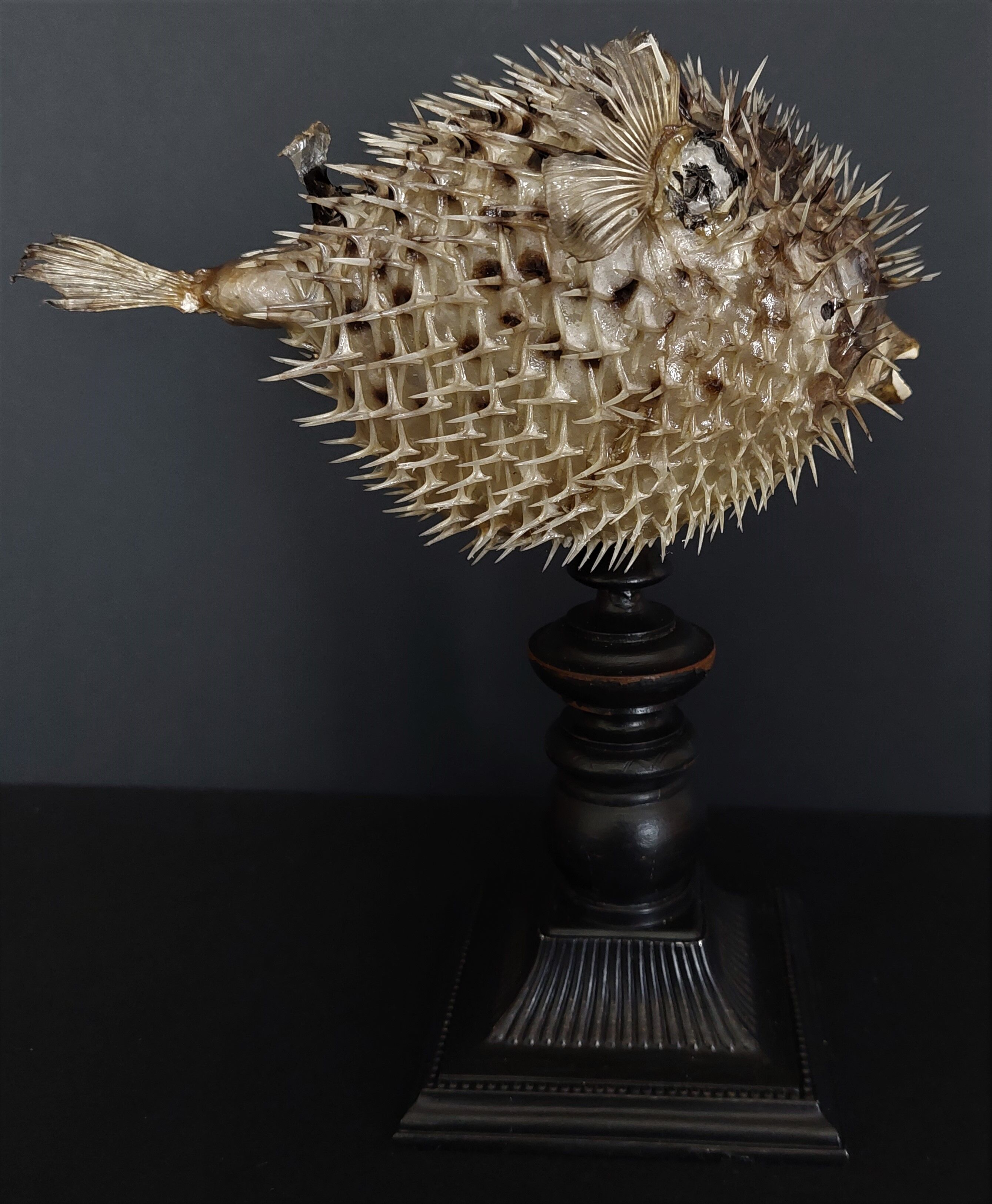 Naturalized fish diodon holocanthus on base