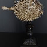 Naturalized fish diodon holocanthus on base