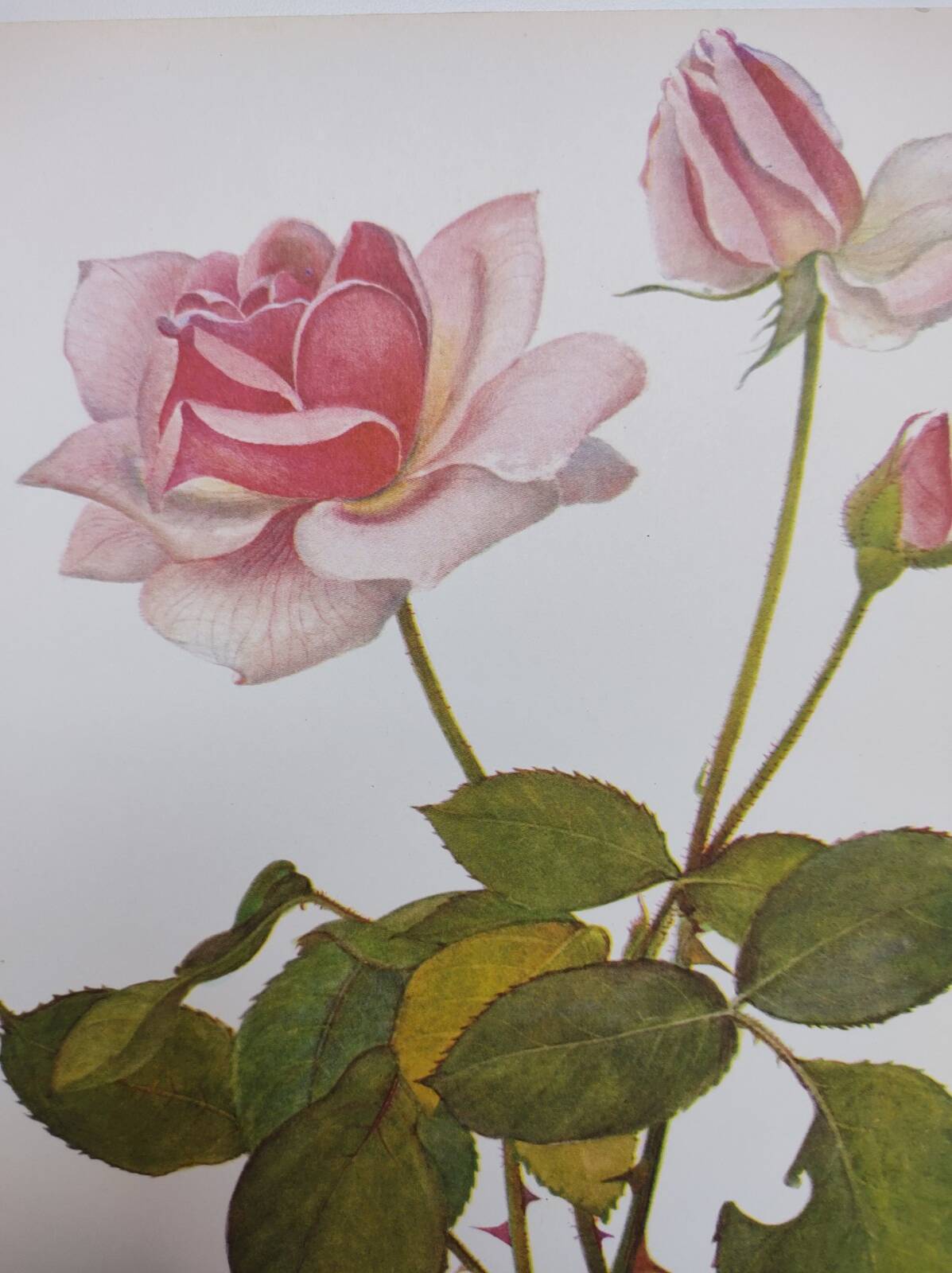Botanical plate from 1968 Madame Caroline Testout - Vintage flower and rose illustration