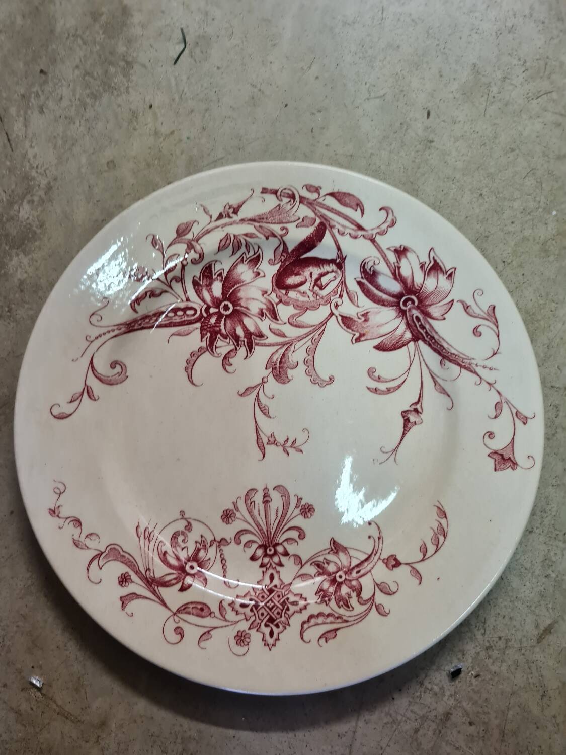 Samaritan Squirrel Service EC