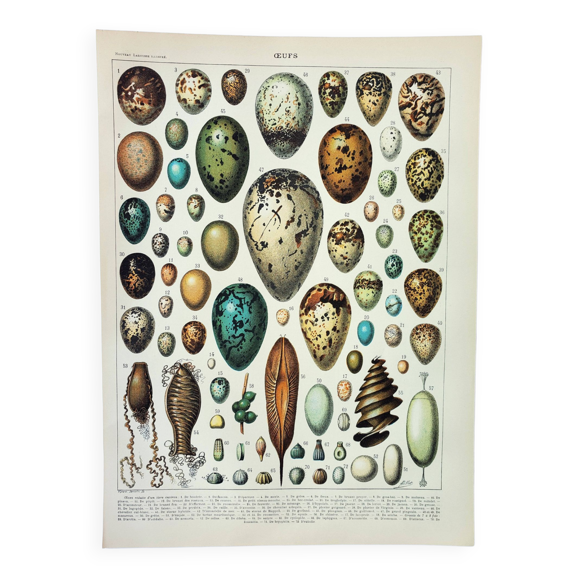 Old engraving 1898, Eggs, birds, animals, zoology • Original and vintage lithograph