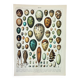 Old engraving 1898, Eggs, birds, animals, zoology • Original and vintage lithograph