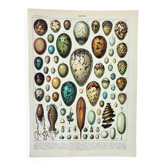 Gravure ancienne 1898, Œufs, oiseaux, animaux, zoologie • Lithographie originale et vintage