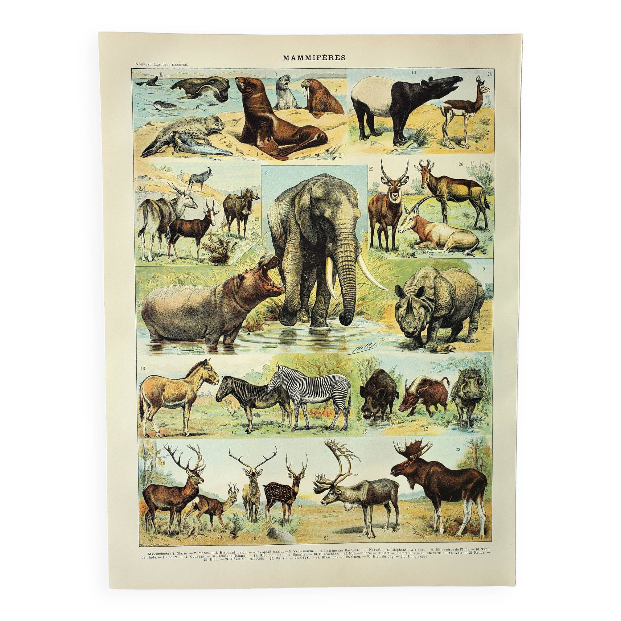 Old engraving 1898, Mammals 1, animals, zoology • Original and vintage lithograph