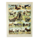 Old engraving 1898, Mammals 1, animals, zoology • Original and vintage lithograph