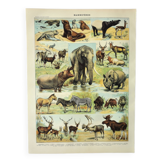 Old engraving 1898, Mammals 1, animals, zoology • Original and vintage lithograph