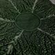 Cabbage leaves dish