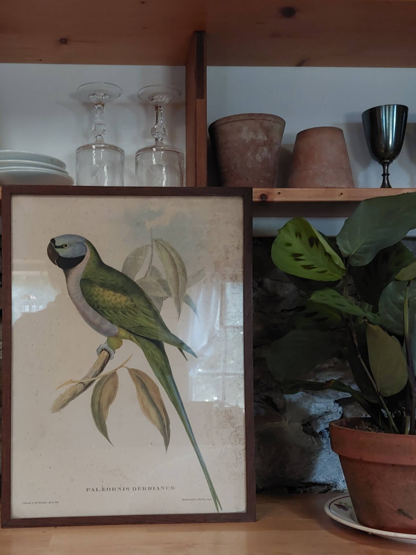 Cadre ancien ornithologique