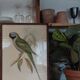 Cadre ancien ornithologique