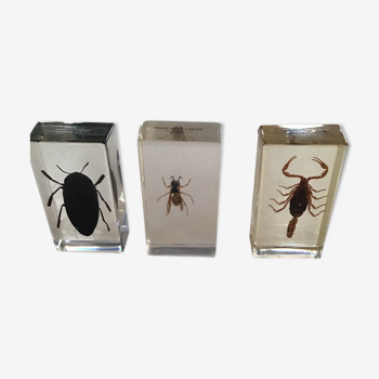 Insects under inclusion of resin