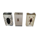 Insects under inclusion of resin