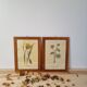 Paire de cadres vintage aquarelles fleurs