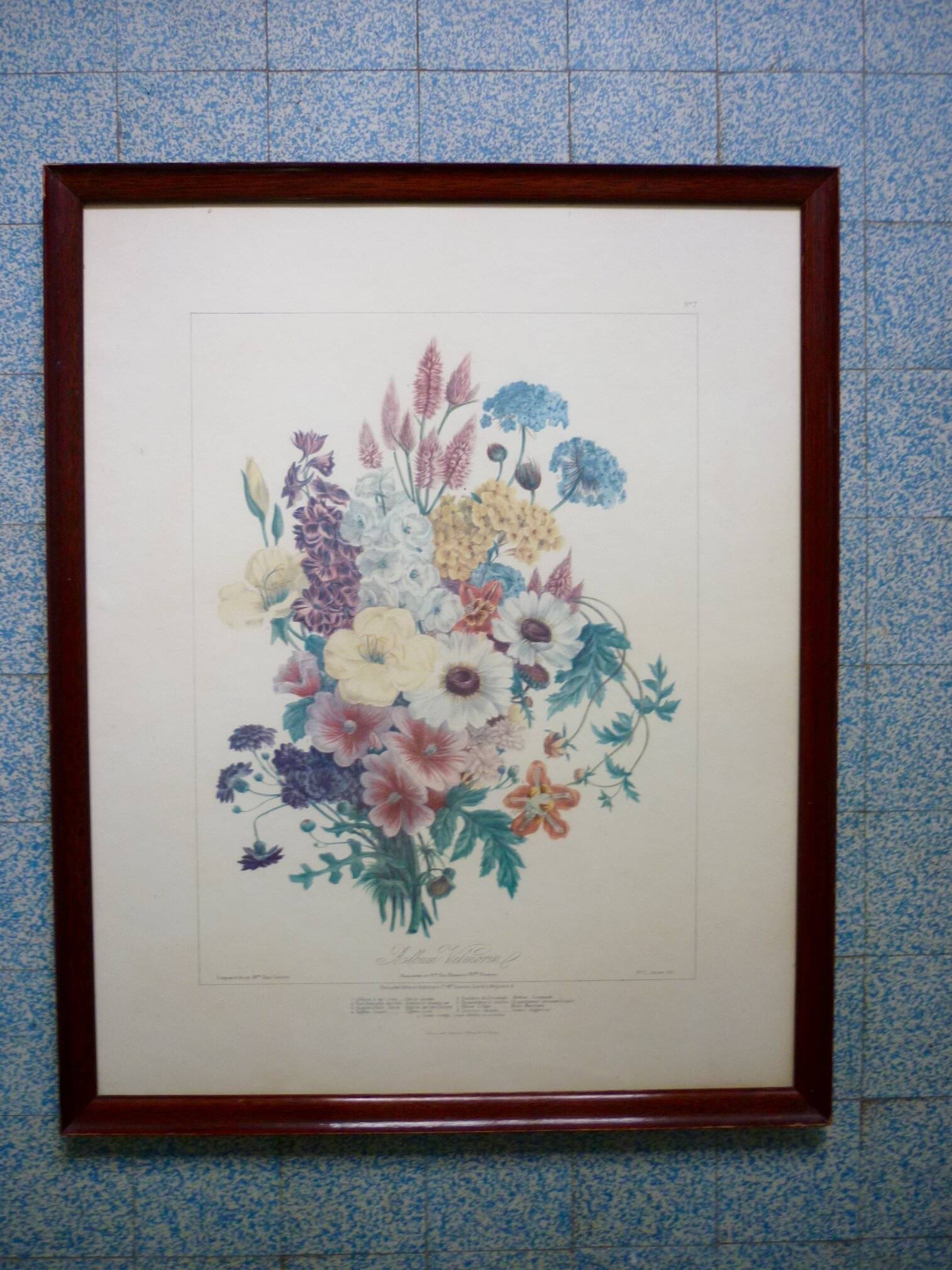 Framed Vilmorin lithograph, bouquet No 7, 1857, E. Champin