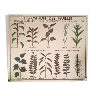 Rossignol school poster