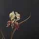 Art Nouveau Black Lacquered Two-Panel Screen with Hand-Painted Irises, Fran
