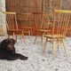 6 chaises Ercol vintage