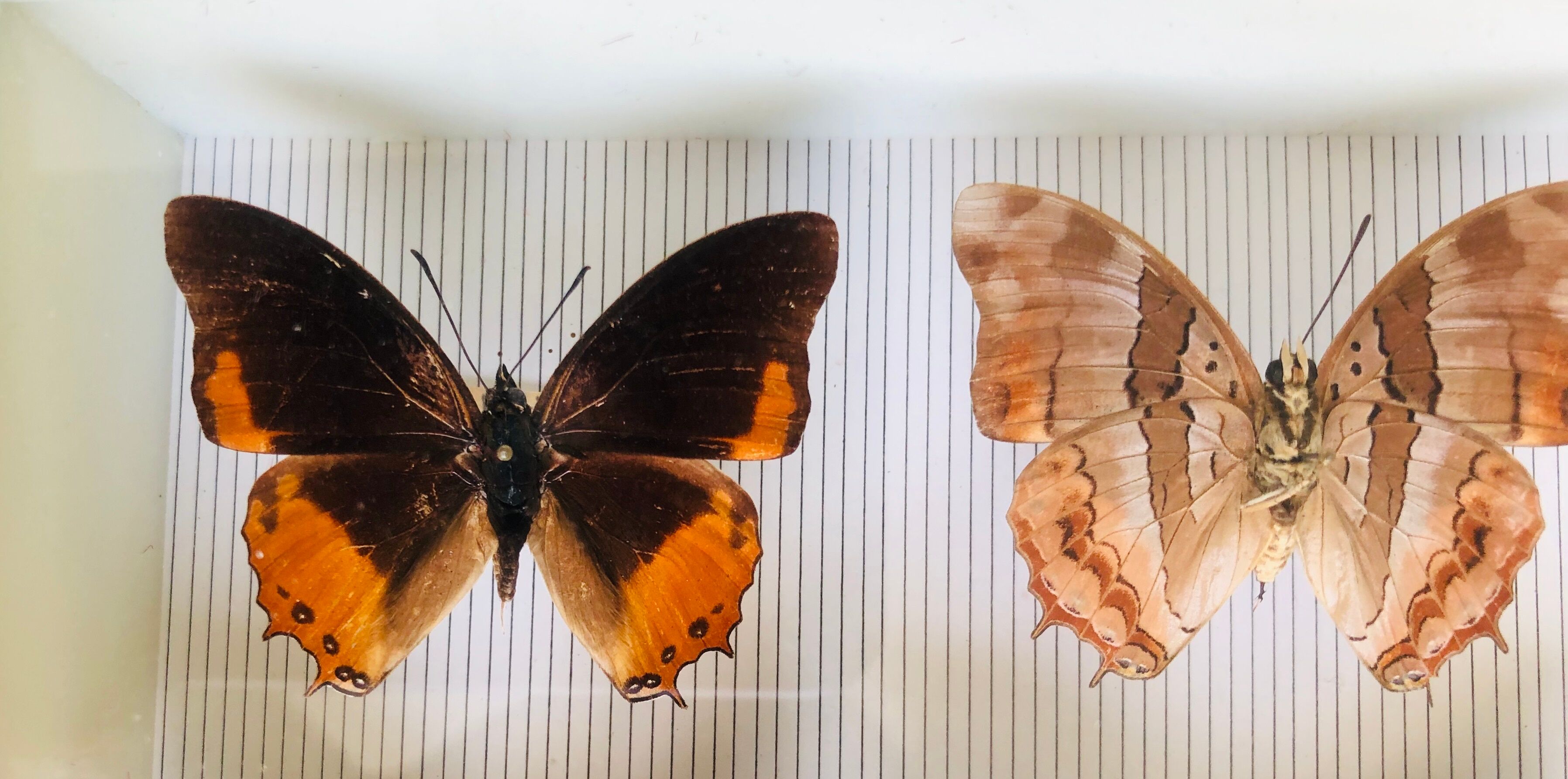 Entomological box of 19 butterflies