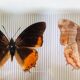 Entomological box of 19 butterflies