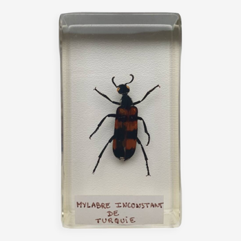 Insecte inclusion résine - mylabre inconstant de turquie - curiosité - n°4
