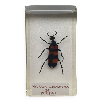 Insecte inclusion résine - mylabre inconstant de turquie - curiosité - n°4